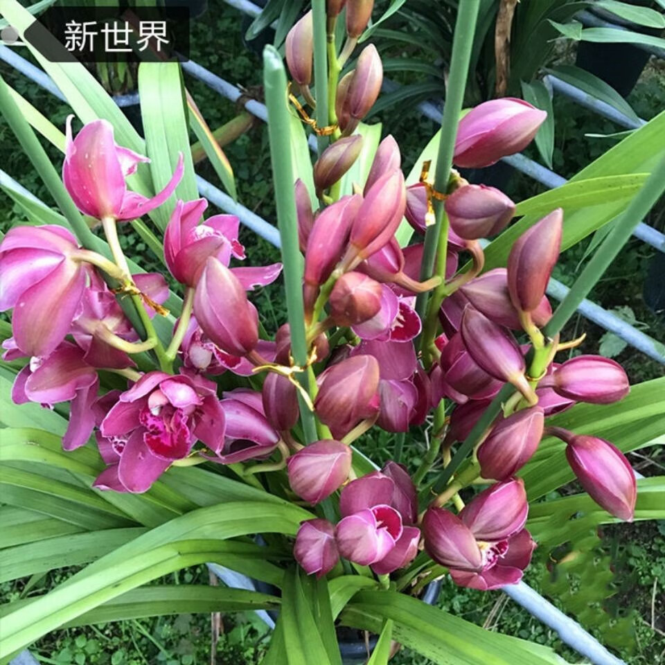 超香 福娘 兰花 肯尼5苗连体【图片 价格 品牌 报价】-京东