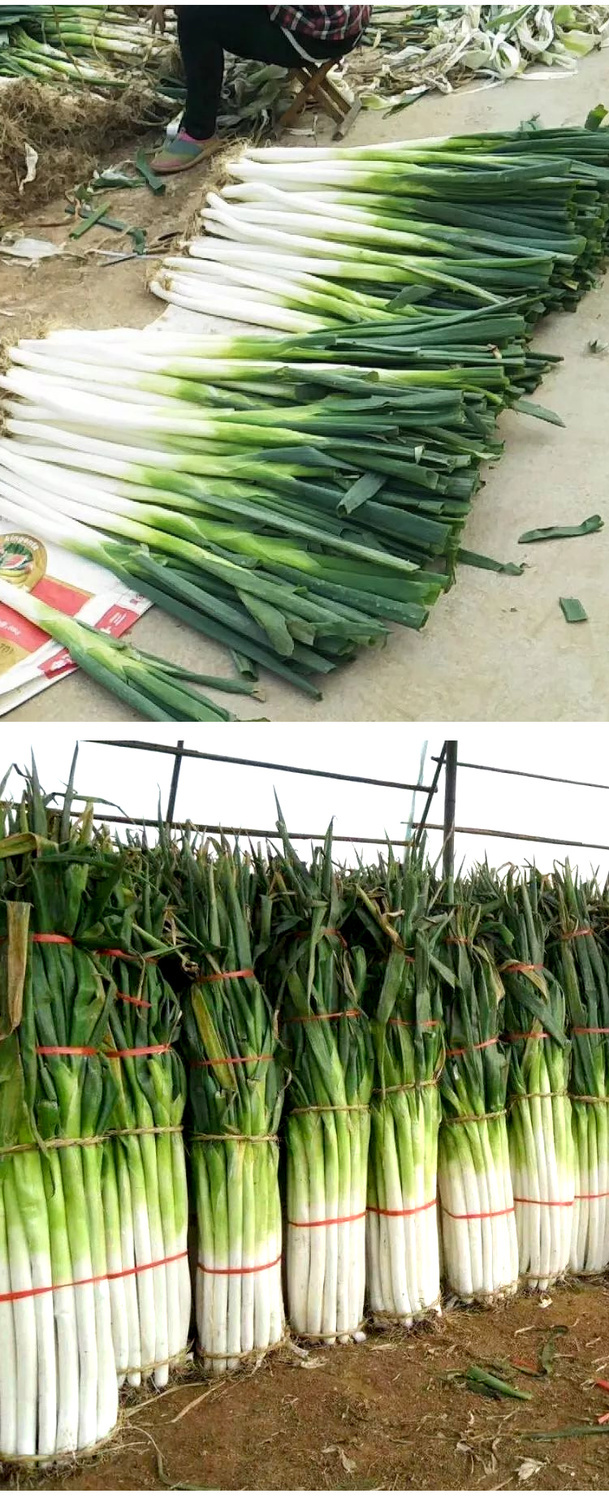 山东大葱章丘大葱高白脆甜3斤5斤10斤铁杆葱现挖现卖新鲜大葱批发9斤