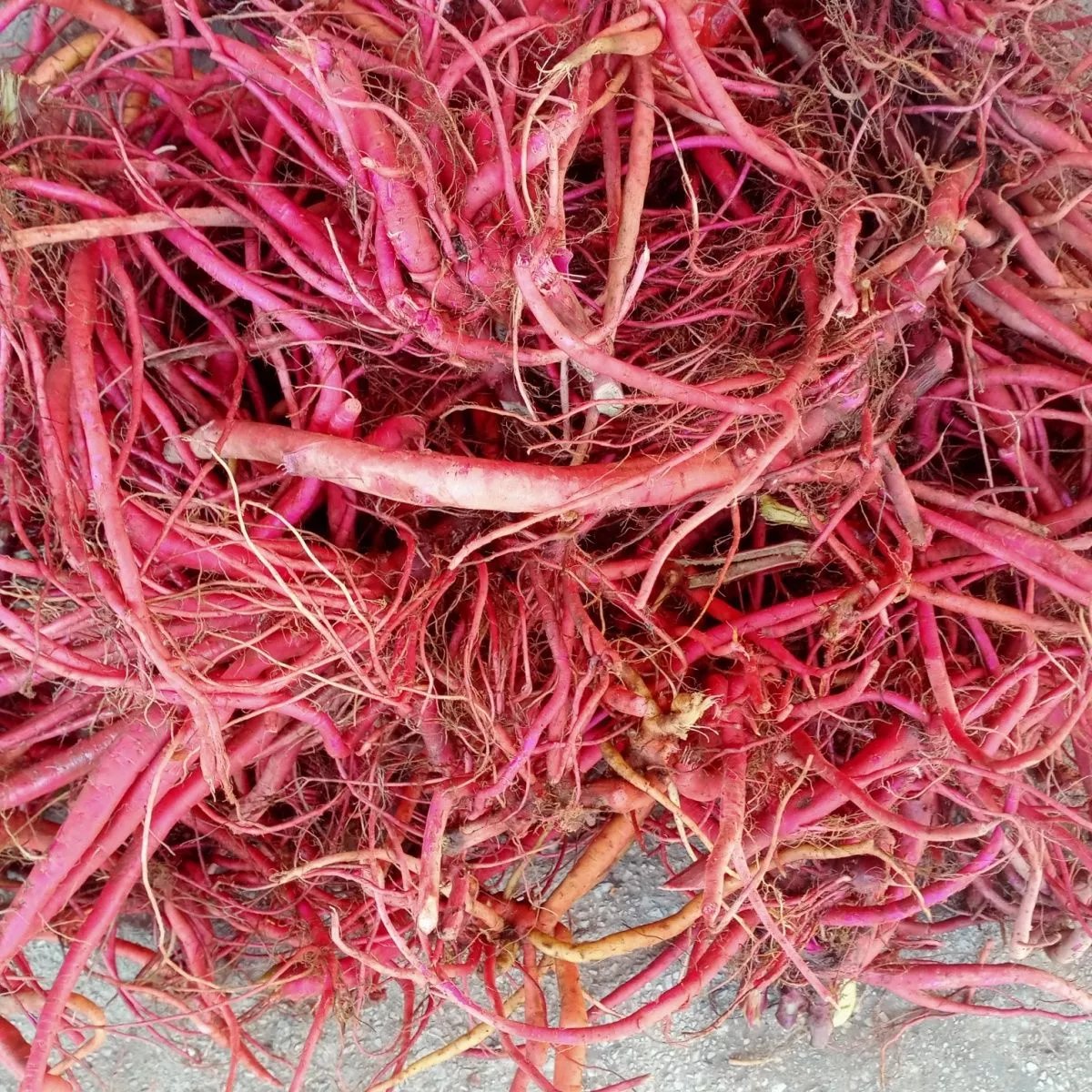 北京同仁堂原料 红牛膝生货一斤根贵州野生中药材土牛膝草药红牛克膝