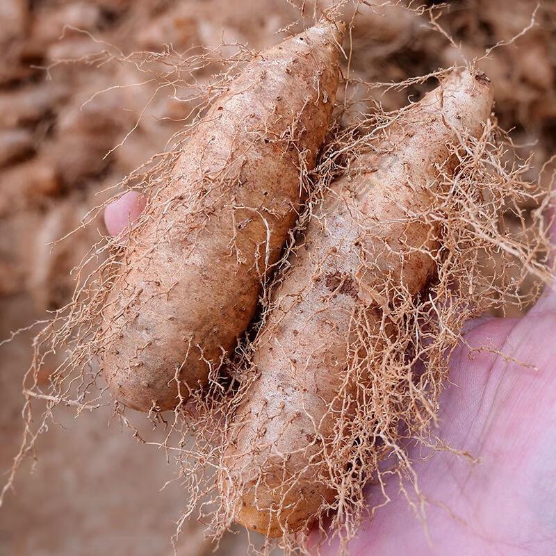 毛薯猪仔薯茂名甜薯粉糯香山药5斤 大果 3斤【图片 价格 品牌 报价】