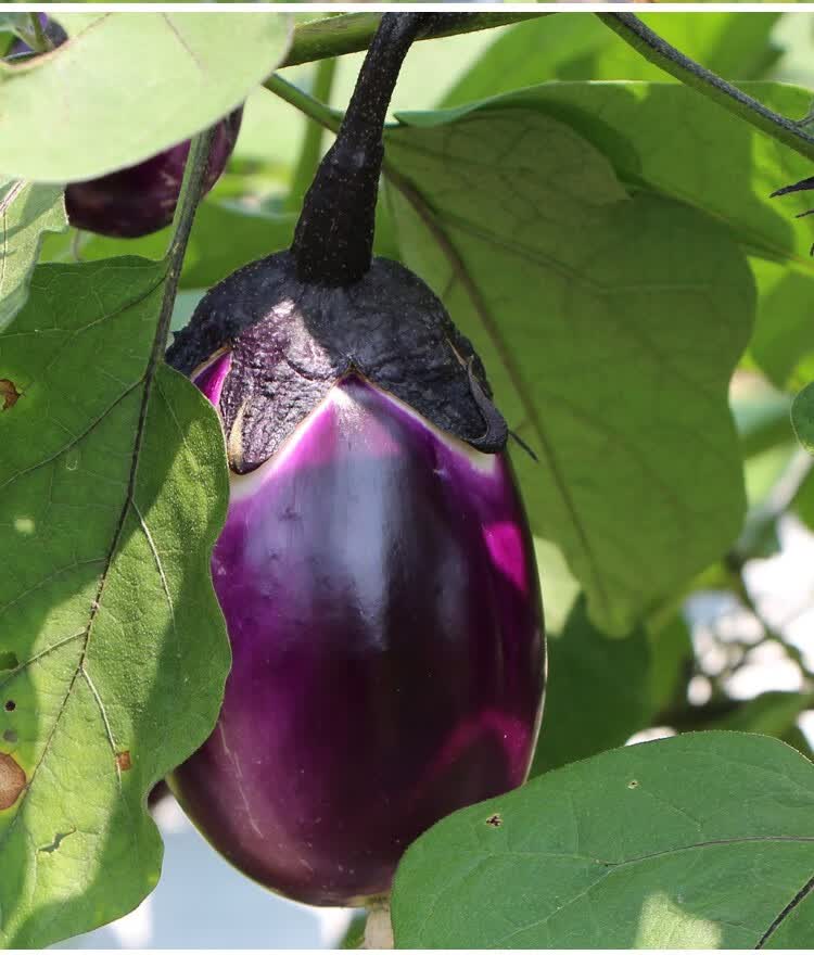 媚调湖南本地圆茄子新鲜蔬菜 当季紫茄子5斤农家自种现摘现发坏果包赔