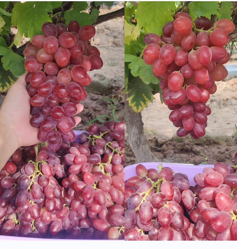 桂林新鲜提子温克红提现摘现发当季水果葡萄纯甜广西特产整箱 9斤