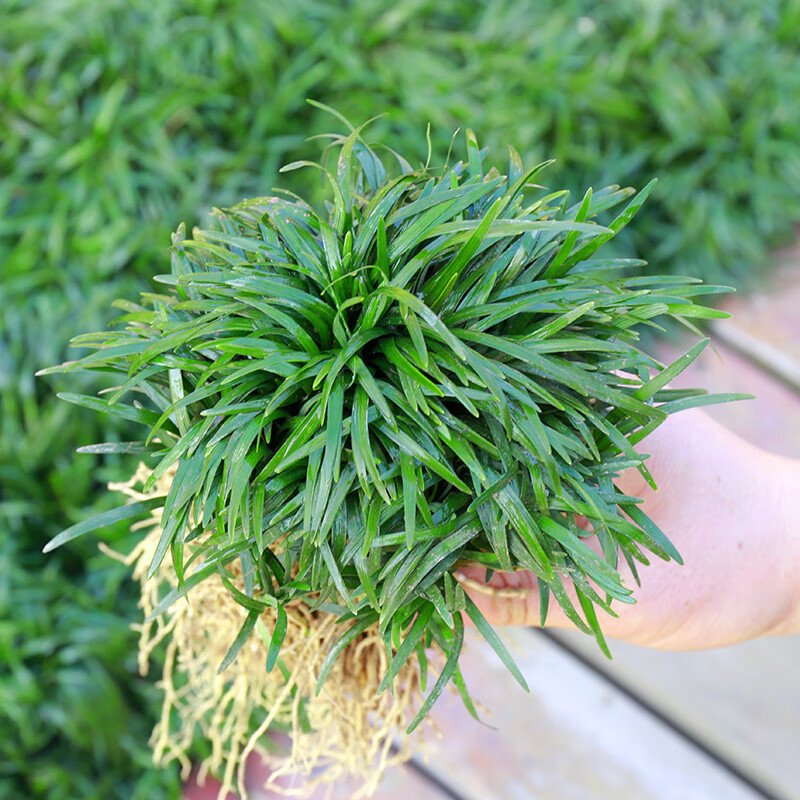 德骊嘉 日本矮麦冬草耐寒庭院园林绿化草坪金边麦冬草玉龙草细叶麦冬