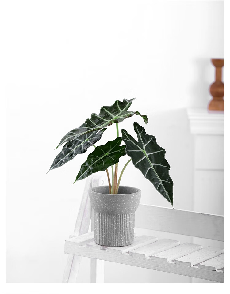 小仙女盆栽竹芋植物水培土培小型室内客厅办公桌面观叶小绿植常青大