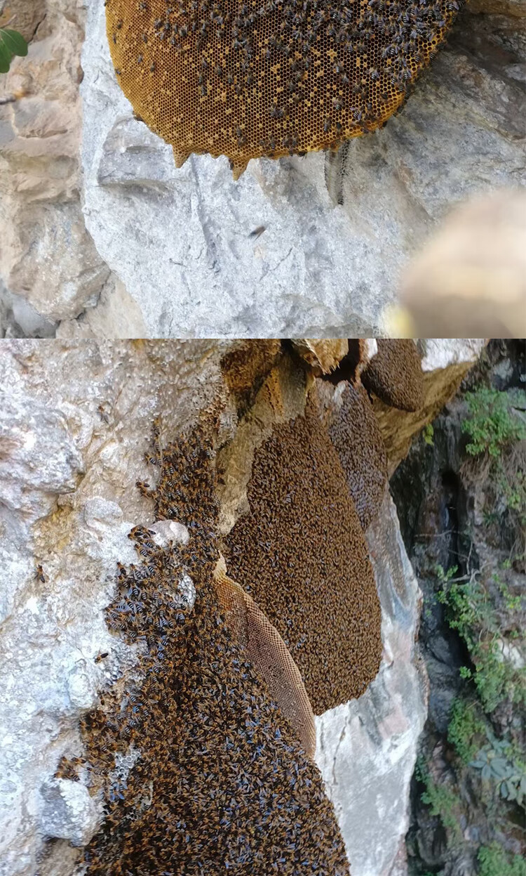 西藏野生蜂蜜香格里拉特产岩蜜悬崖蜜1000克原始森林喜马拉雅蜜蜂