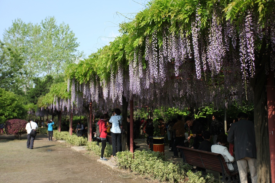 紫藤花苗多花紫藤樹苗盆栽地栽紫藤苗庭院爬藤植物綠化苗紫藤樹 紫玉