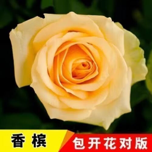 戴安娜玫瑰花苗四季玫瑰老桩耐寒室内外浓香月季四季开大花朵 金凯利