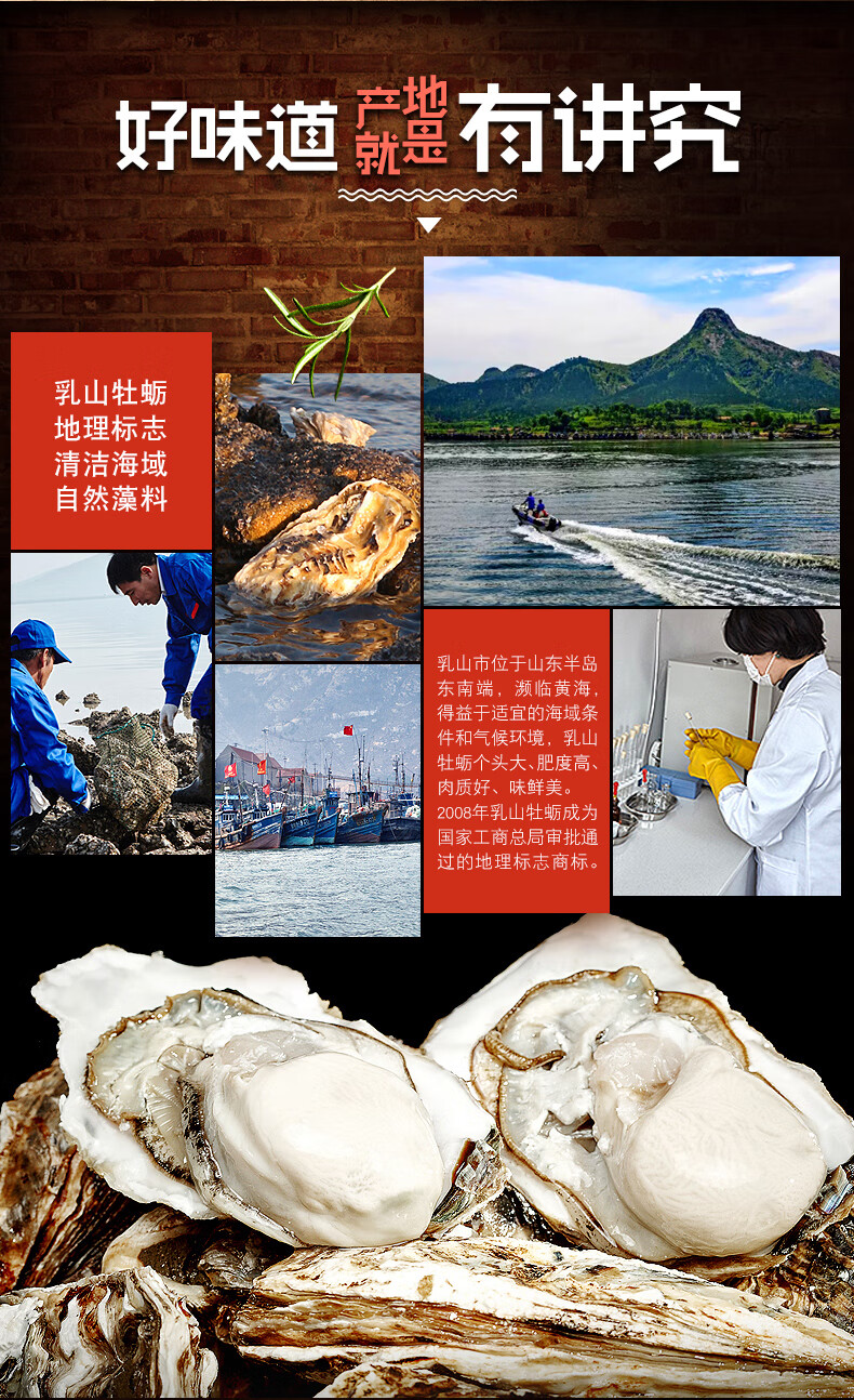 金鹏 生蚝鲜活新鲜10斤现捞 海蛎子 刺身蚝海蛎子 海鲜水产 生蚝5000