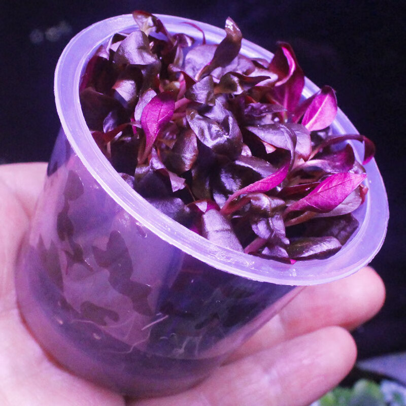 丹麦红玫瑰水草 迷你血心兰水草前景中景沉木造景无菌杯草缸红树景
