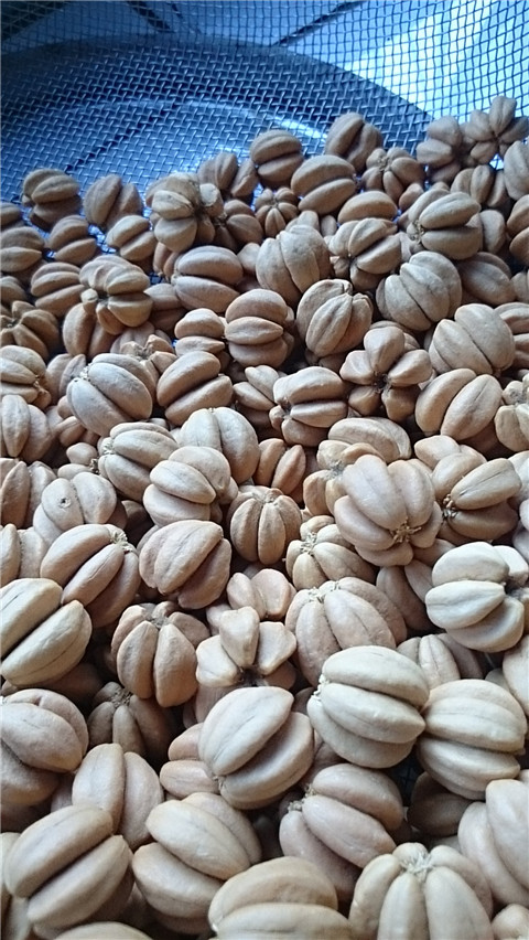 山楂籽手串2019天然同树文玩山楂五福籽山楂野山楂手串手链山楂核手串