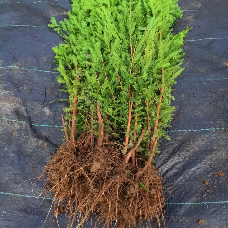 盆景种植三杉一景 落羽杉丛生苗30厘米10棵装 三杉一景【图片 价格