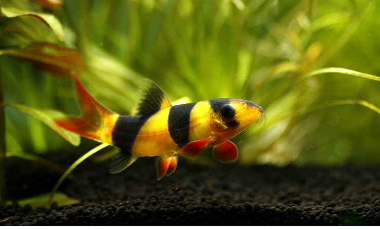 热带观赏鱼三间鼠鱼小丑泥鳅三间鼠清缸工具鱼活体宠物鱼底层鱼 三间