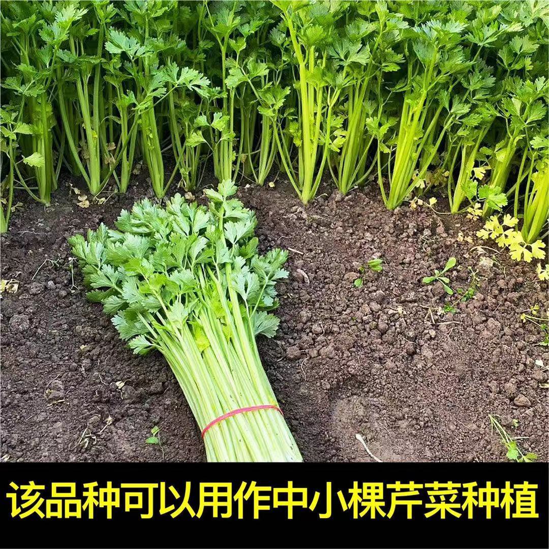 精选西芹苗幼苗秧苗子芹菜苗批发蔬菜苗秧苗寿光大西芹秋冬季四季食用