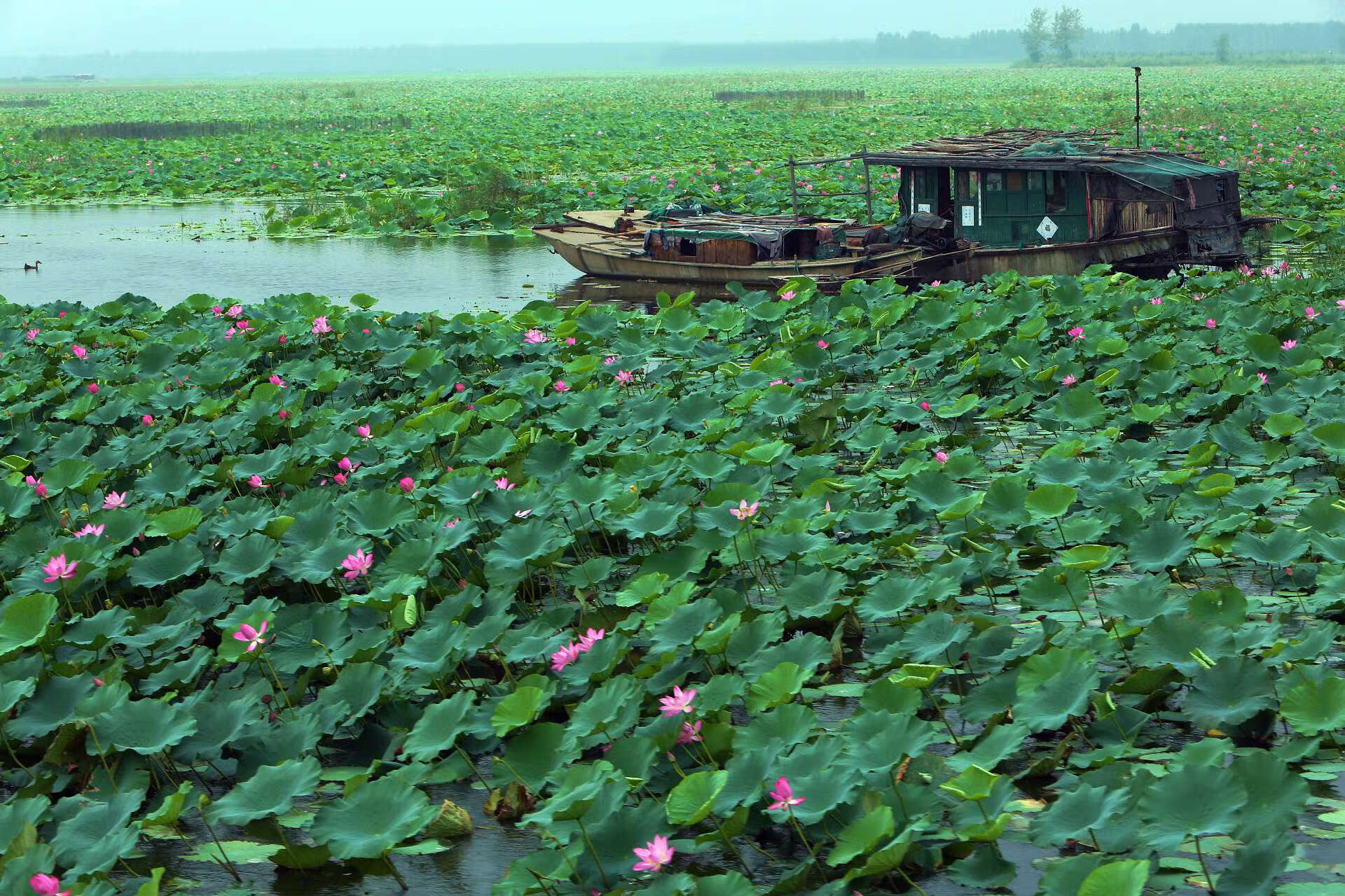 微山湖特产五香麻鸭烧鸭湖里放养麻鸭鸭肉微山特产礼盒2只装b【图片