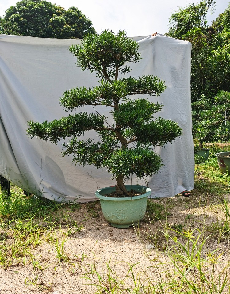 适用空间:庭院是否含花盆:不含盆类别:观茎植物品种:罗汉松货号:0001