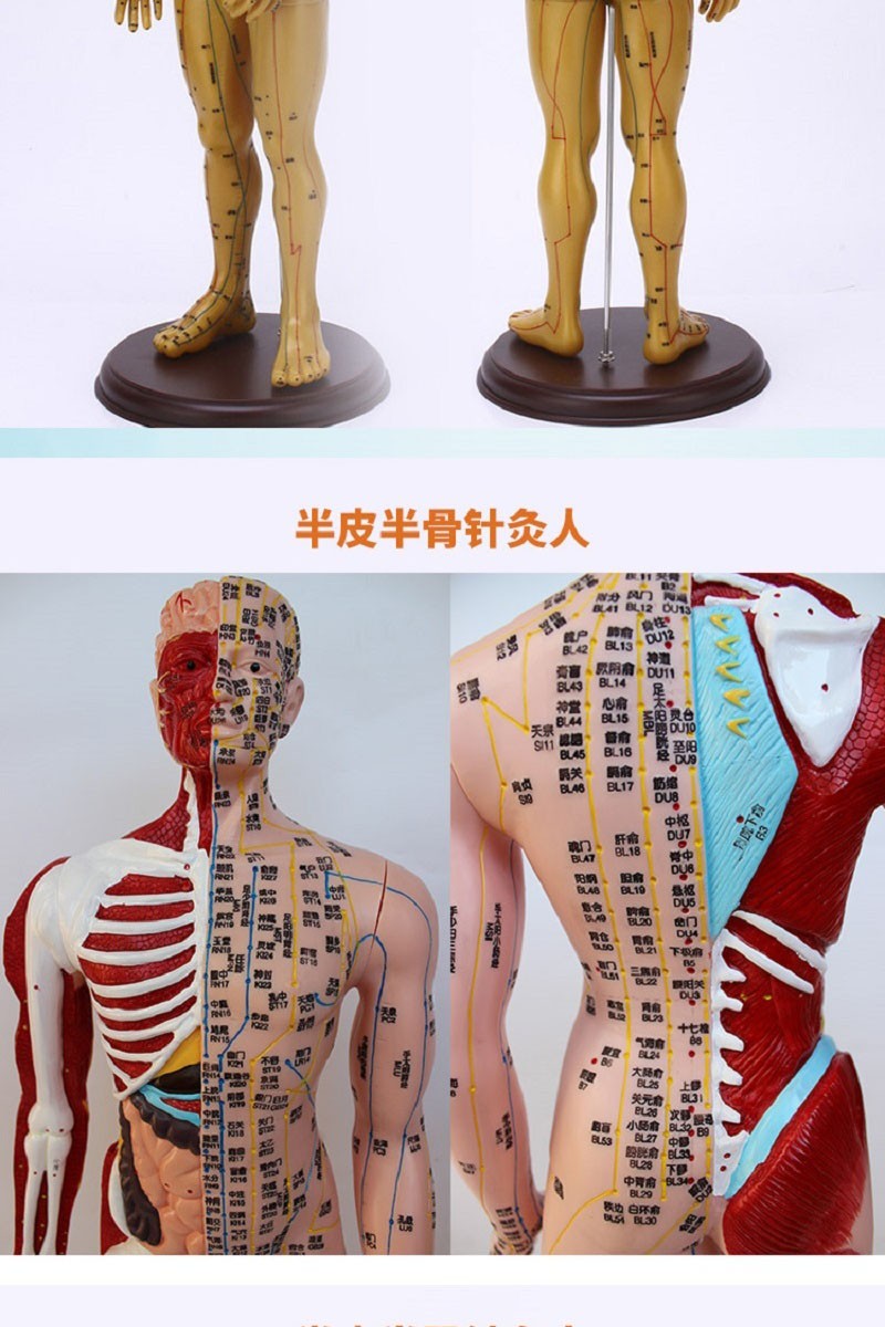 60c针灸穴位人体模型经络针灸模型超清晰人体针灸穴位模型女男60cm
