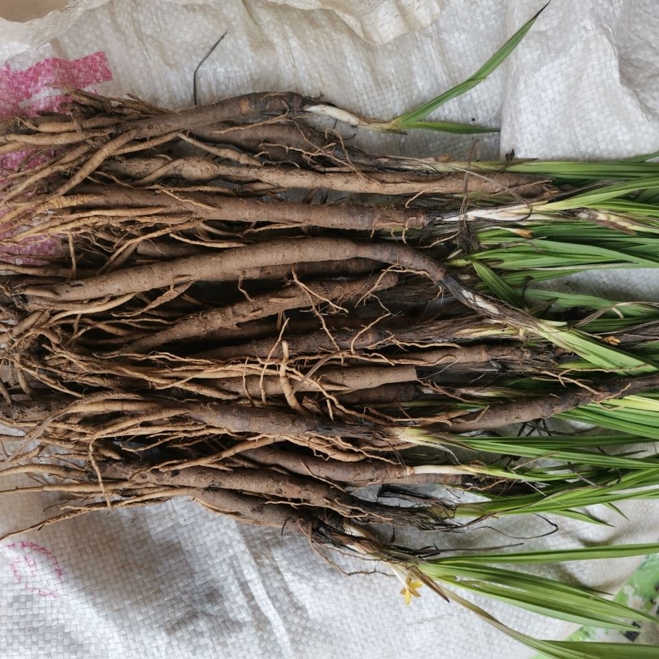 有仁堂 新鲜野牲仙茅中草药材贵州地棕独茅先矛独脚先毛仙毛仙矛 500