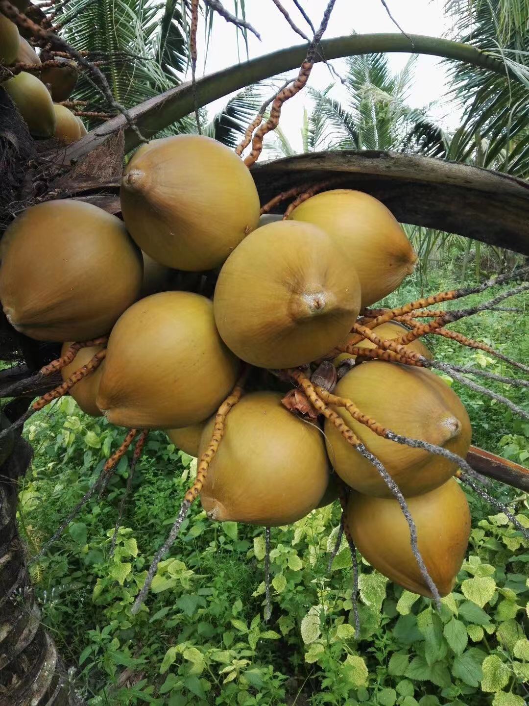 米囹海南基地红椰泰国金椰子苗椰子苗矮椰绿椰盆栽地栽带壳带叶 泰国