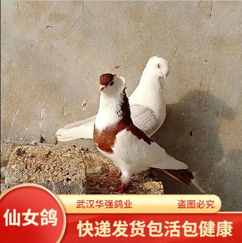 观赏鸽子仙女鸽小体型黄仙女黑仙女红仙女蓝仙女鸽子成年种鸽活体 黄