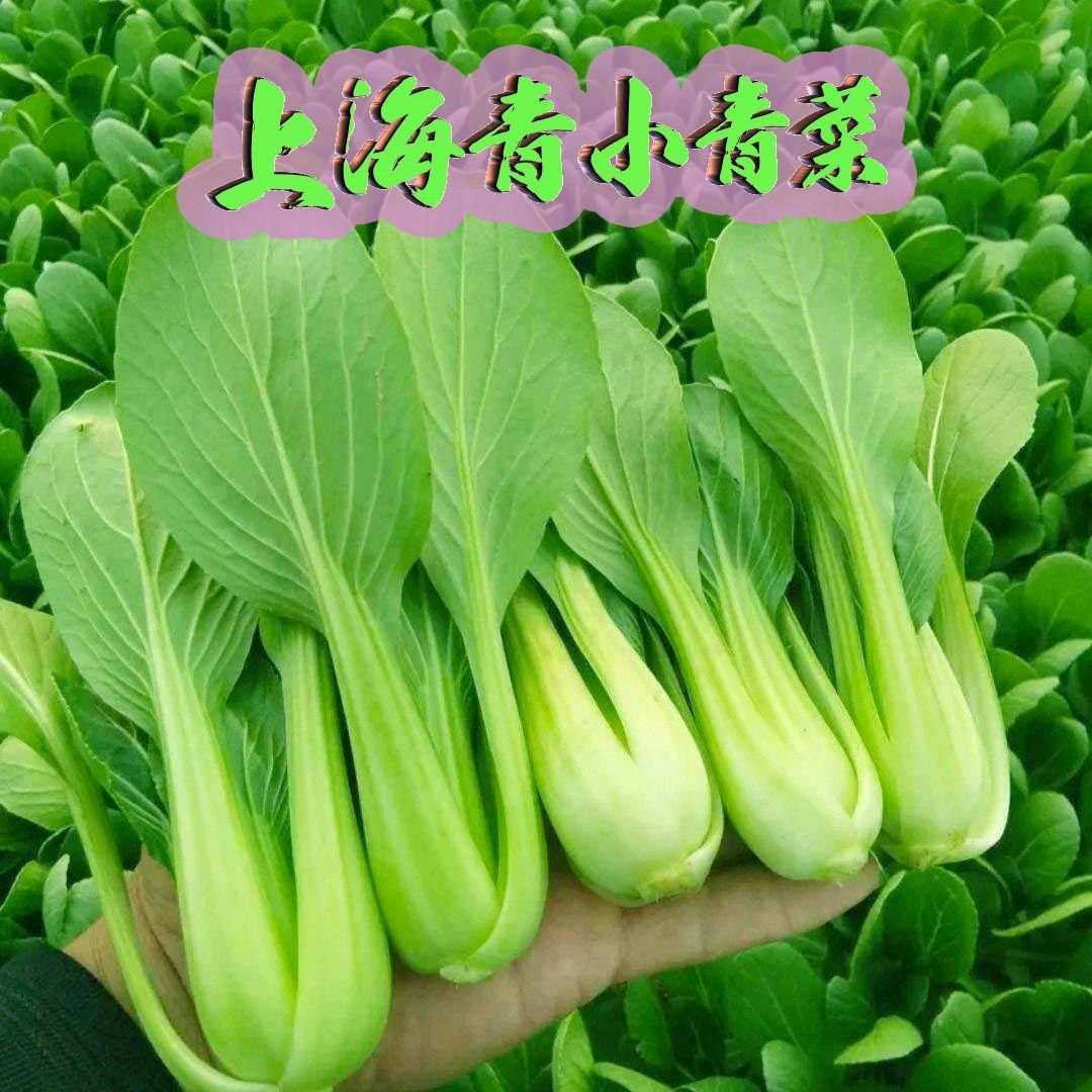 新鲜上海青蔬菜小勺菜小青菜小油菜小白菜 5斤上海青【图片 价格 品牌