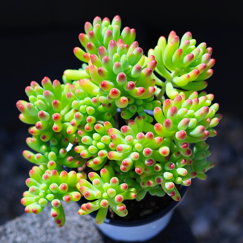 果冻乙女心八千代多肉植物盆栽花卉绿植老桩组合室内云南直发带盆栽好