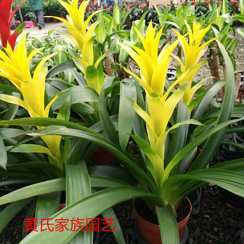 凤梨新款火炬鸿运当头卡丽黄金玉扇红宝石四季开花喜阴带花 吉利红星