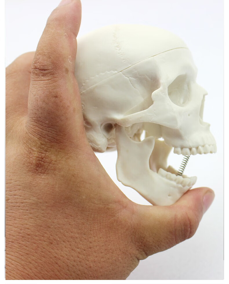 enovo颐诺迷你头骨模型医学艺用美术人体艺用头骨头颅骨骨骼模型颅骨