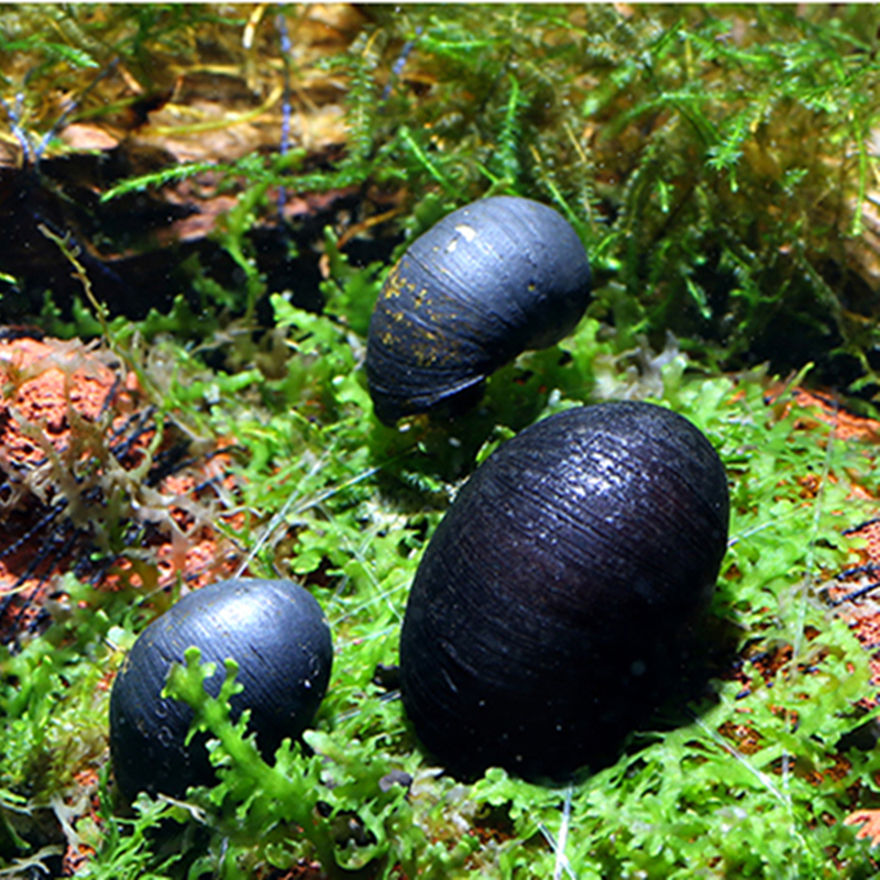 观赏螺苹果神秘黄金斑马马来活体螺黑金刚斑马螺清洁除藻工具螺 黄金