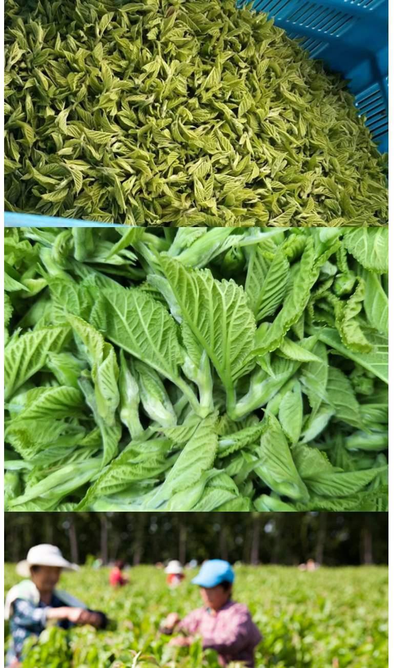 桑芽茶山东野生桑叶茶嫩芽茶桑芽菜非特级冻干霜后桑叶茶60g 60g