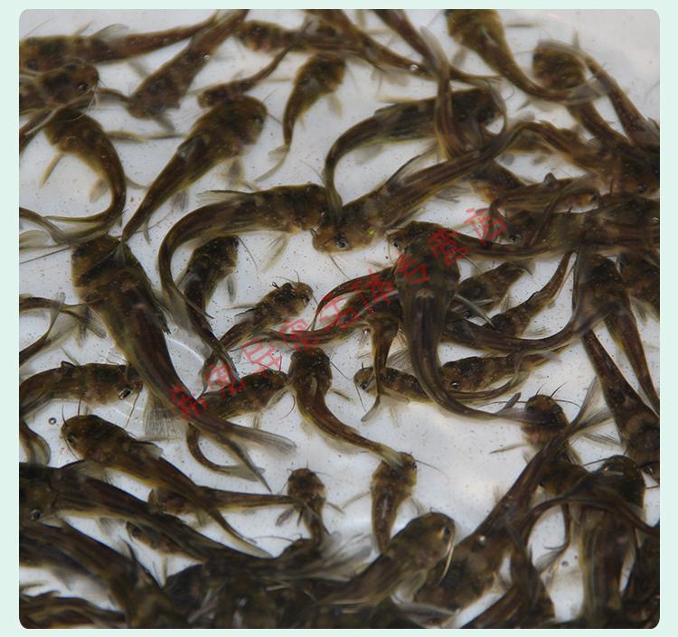 活体全雄黄骨鱼苗 黄辣丁鱼苗 黄颡鱼苗黄丫头淡水小鱼苗冷水耐活 3-5