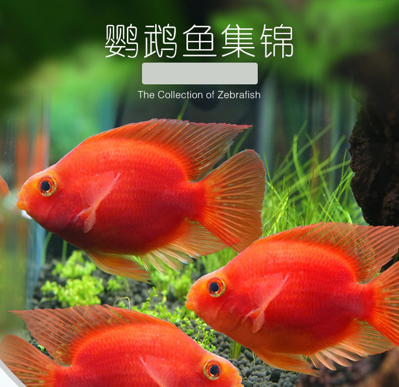 易萌鹦鹉鱼活体发财鱼 热带观赏鱼血鹦鹉鱼黄金鹦鹉鱼淡水鱼 黄色