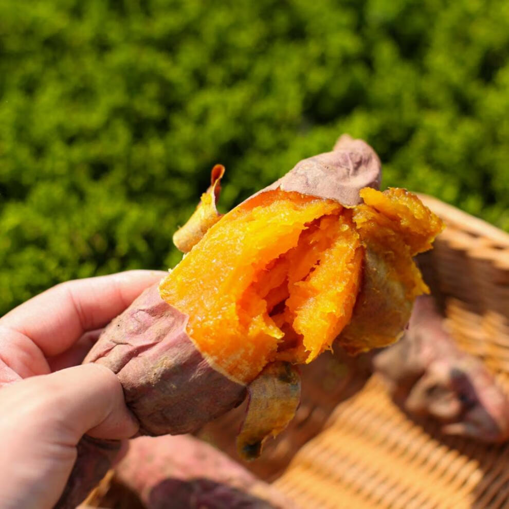 山东烟薯25号新鲜蜜薯糖心红薯农家地瓜 烟薯25 5斤中果【图片 价格