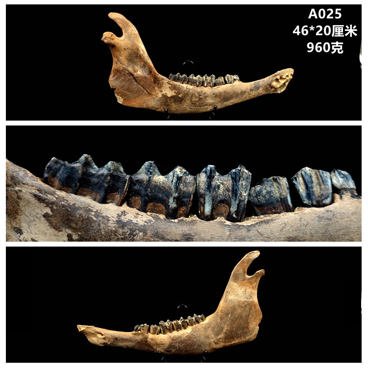 标本牙齿化石原石古生物动物化石标本摆件 姜黄色 a019【图片 价格