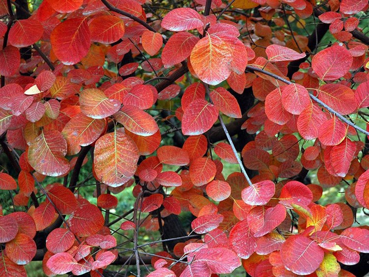 播種心情黃櫨種子紅葉黃櫨種子紅櫨種子黃道櫨香山黃櫨樹種子金葉黃櫨