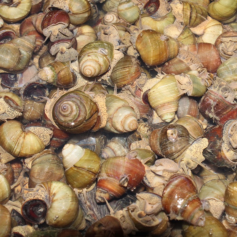 田螺肉 螺丝肉 新鲜螺蛳肉 去壳生鲜生鲜品新鲜 3000g