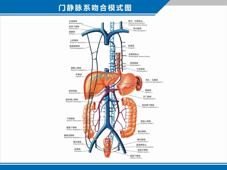 煌福轩科室挂图 人体血管分布图肝门静脉盆腔解剖图中英文医学医院