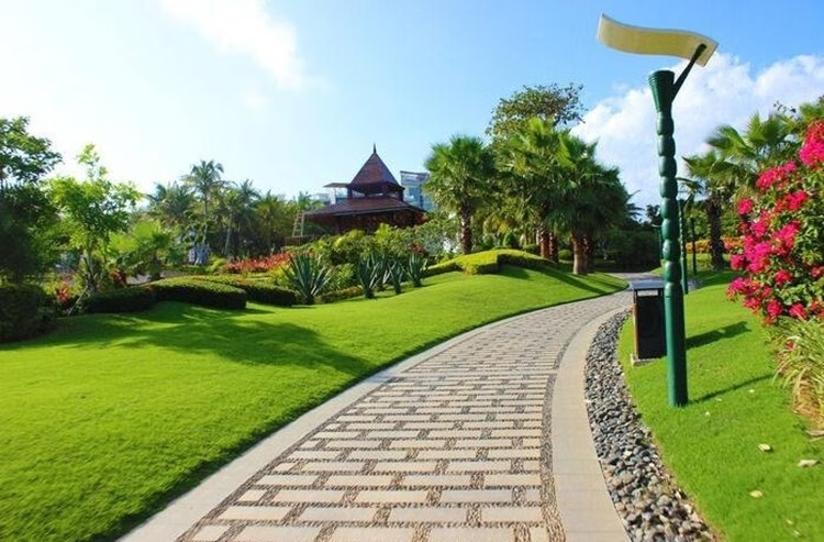 剪股颖草籽免修剪矮生庭院草坪真草籽四季青北方耐寒草皮种子婉之树