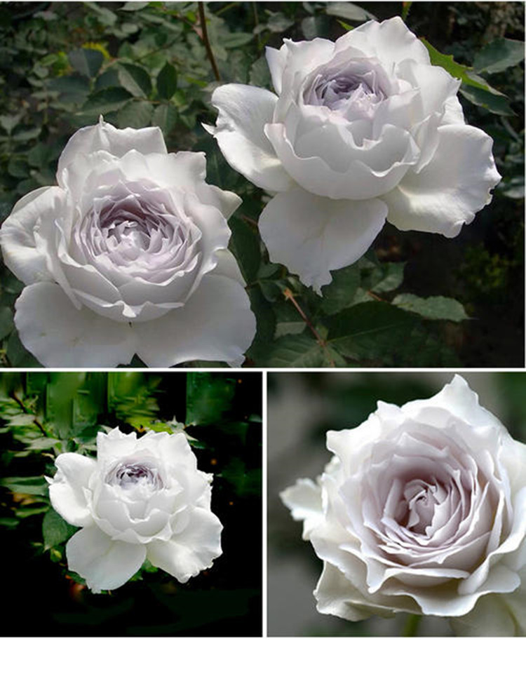 日月加百列大天使玫瑰浓香花卉丰花灌木阳台蔷薇四季开月季花苗 大