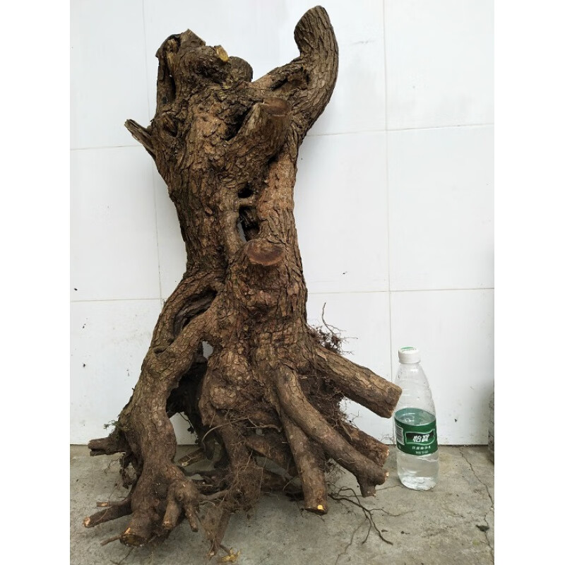 黄栌盆景精品老熟桩小叶榔榆阳台水蜡庭院l对接白蜡黄荆蔷薇盆栽 银色