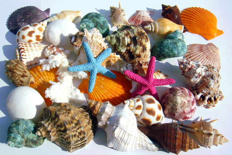 家居摆件鱼缸水族箱地台造景儿童玩具小礼物天然海螺贝壳海星套餐1包