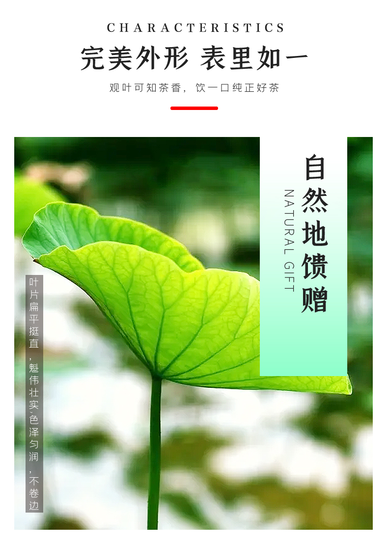 洪湖印象 荷叶颗粒纯荷叶干无添加泡水喝的茶 荷叶茶试喝装10包(一包