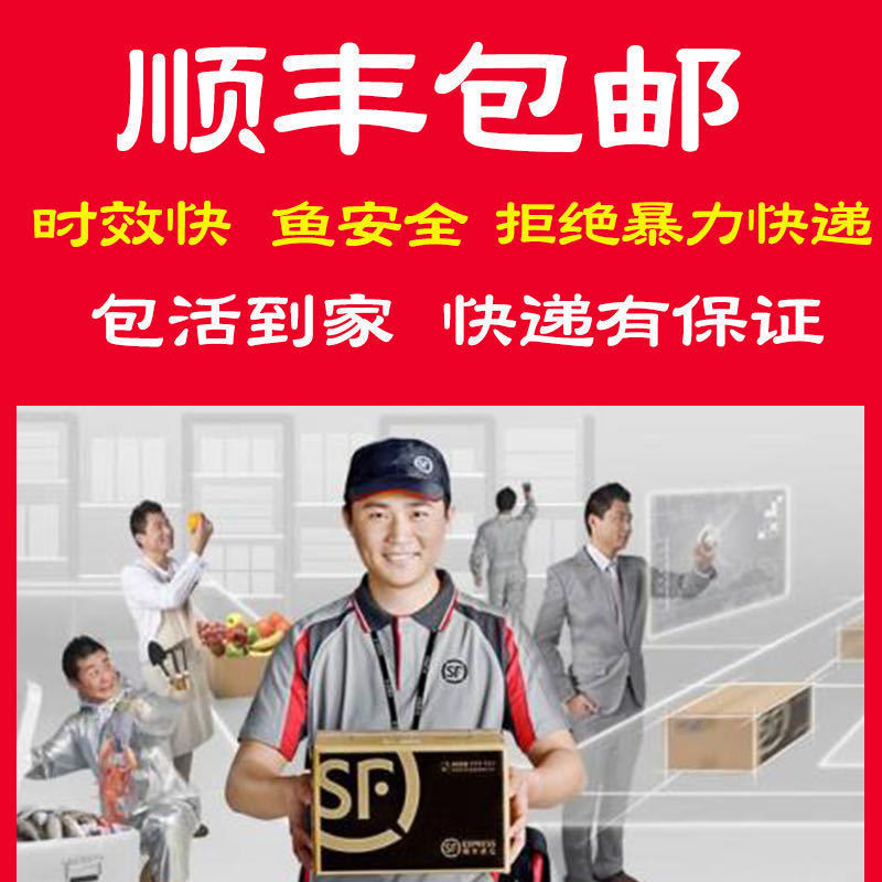 精品五花水泡金鱼活体观赏鱼苗包活练手好养水泡眼小型鱼68cm精品黑