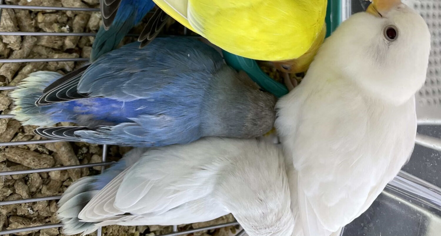 活體鳥人牡丹鸚鵡面類純手養包純斷奶鸚鵡愛情鳥包養活半毛幼鳥 精品