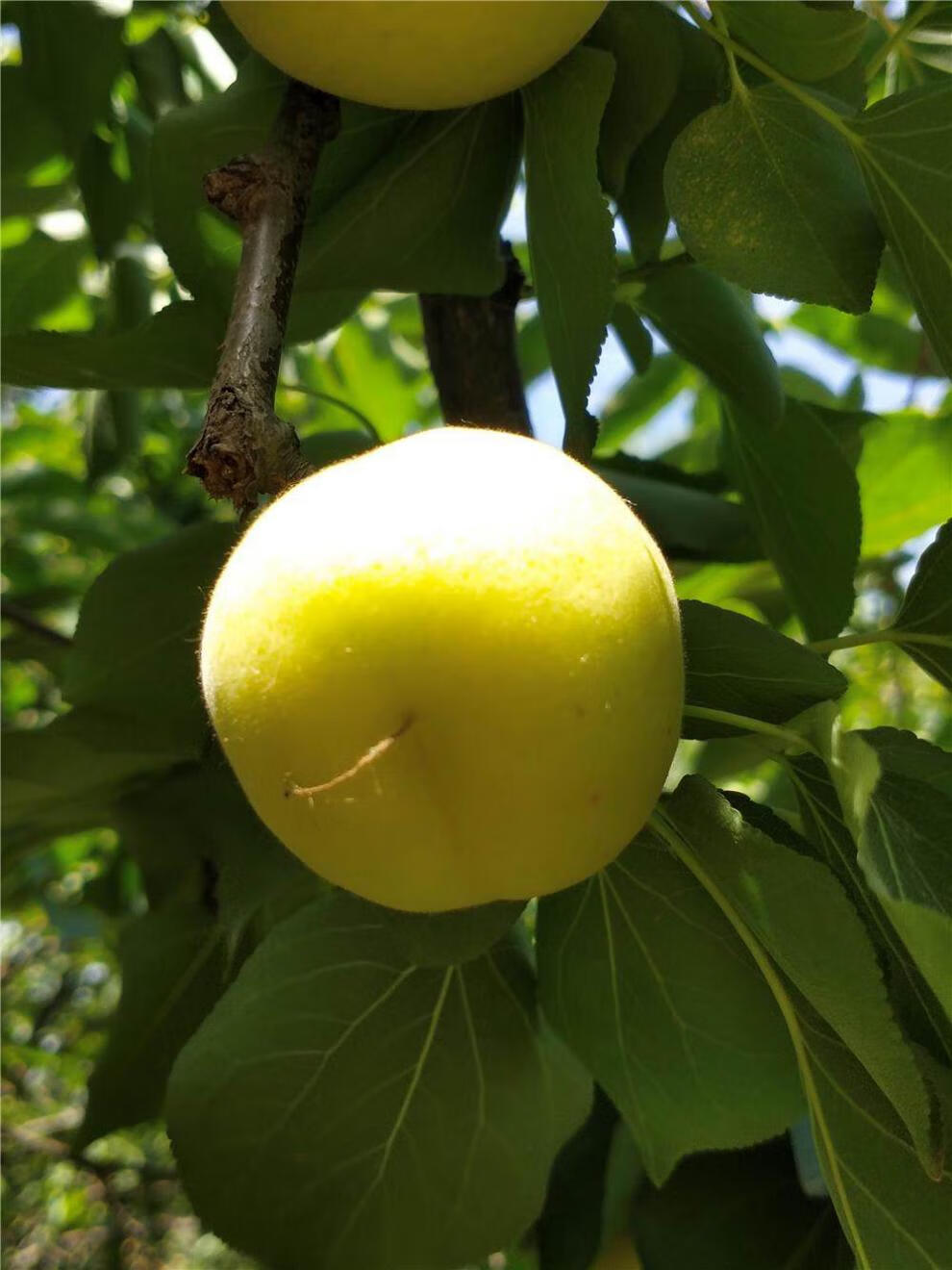 北京大白杏河北北京大香白杏新鲜大白杏银白杏水果杏