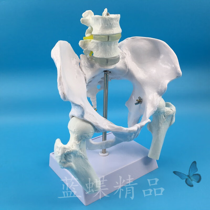 人体自然大骨盆模型 1:1自然大盆骨模型 骨盆 女性骨盆带盆底肌及腰椎