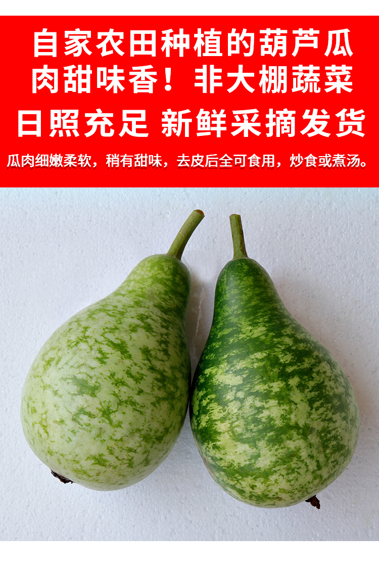 福建漳州瓠子瓜5斤装当新鲜季食用嫩蒲瓜葫芦瓜农家种植时令蔬菜 2500