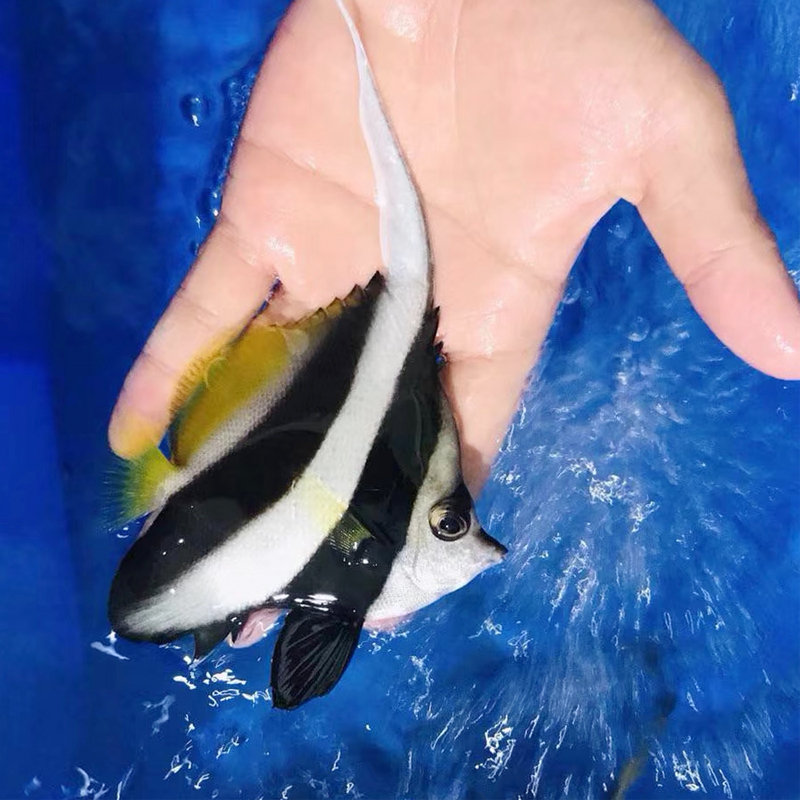 黑白关刀 海水鱼活体 观赏宠物鱼神仙鱼长鳍关刀鲽鱼快递包活 黑白