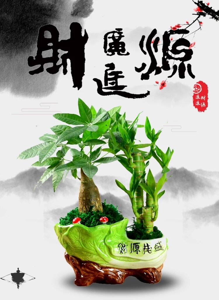 发财树绿植盆栽组合富贵竹水培植物树苗小盆栽防辐射招钱树招财树