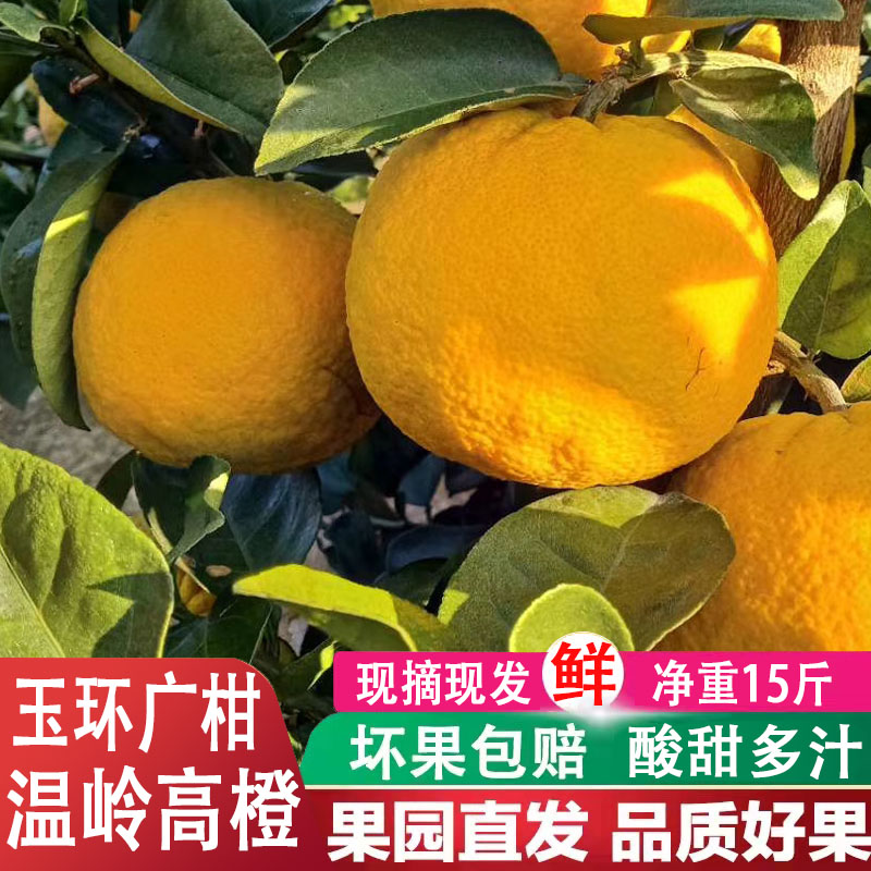 正宗玉环广柑台州新鲜橙子当季手剥水果孕妇整箱15斤 85mm及以上 15斤