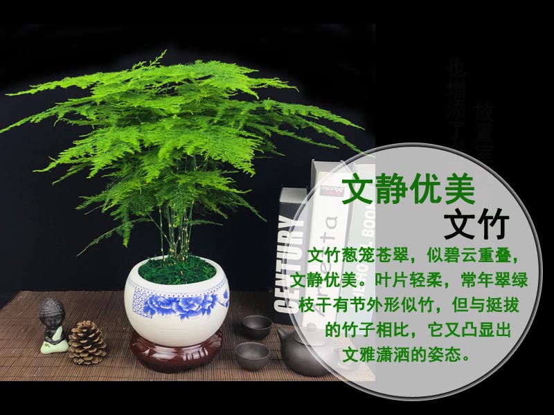 玫瑰情缘文竹盆栽植物室内花卉办公桌盆栽绿色植物植物四季常青盆景